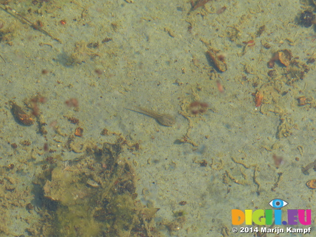 FZ005206 Tadpole in pool in Dyffryn Gardens